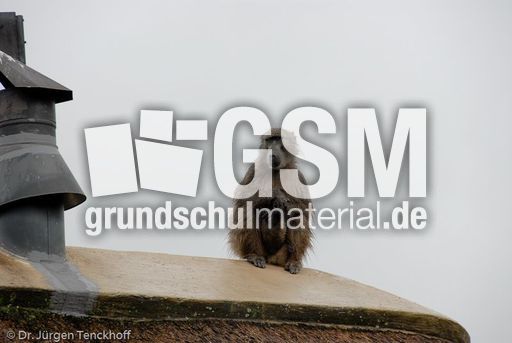 Tschakma Pavian (27 von 48).jpg